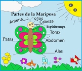 LA MARIPOSA ( Actividades importantes)