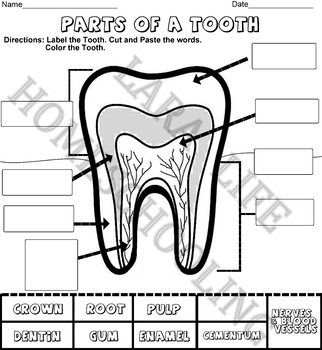 Preview of LABEL THE PARTS OF A TOOTH - CUT & PASTE - COLOR