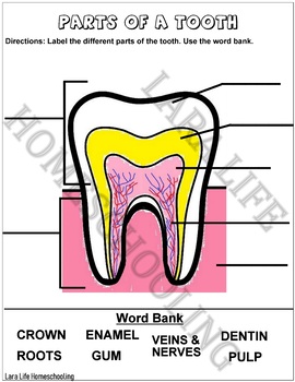 Preview of LABEL THE PARTS OF A TOOTH - PRECOLORED