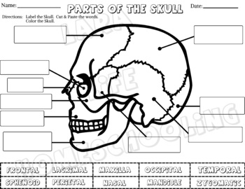 Preview of LABEL THE PARTS OF THE SKULL Bones - CUT & PASTE - COLOR w/ Answer KEY