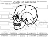 LABEL THE PARTS OF THE SKULL Bones - CUT & PASTE - COLOR w