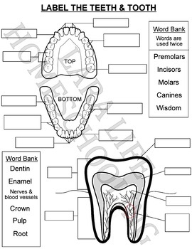 Preview of LABEL THE TEETH & TOOTH WORKSHEET