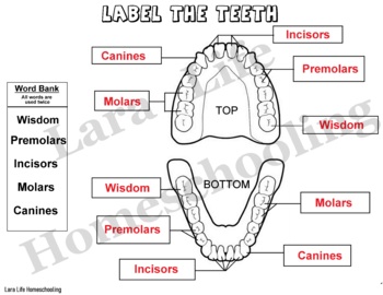 Label The Teeth Worksheet By Lara Life Homeschooling Tpt