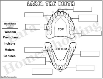 Preview of LABEL THE TEETH - WORKSHEET