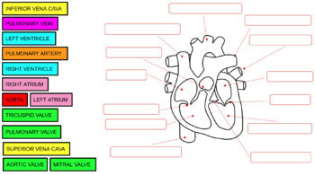 Preview of LABELING CIRCULATORY SYSTEM