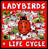 LADYBIRDS LIFE CYCLE TEACHING RESOURCES SCIENCE INSECTS MI