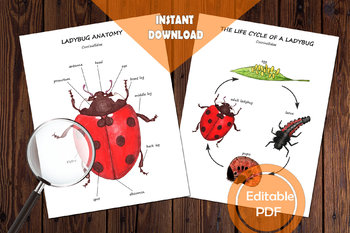 Preview of LADYBUG ANATOMY and LIFE CYCLE, Diagram and cards, Nature study, Watercolor