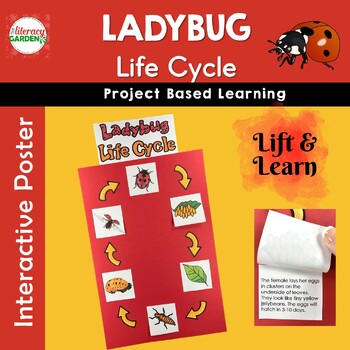 Preview of LADYBUG Life Cycle Project