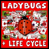 LADYBUGS LIFE CYCLE TEACHING RESOURCES SCIENCE INSECTS MIN