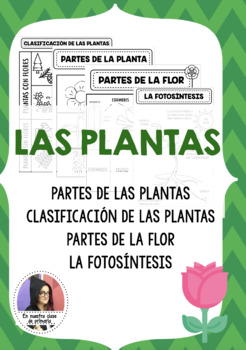 Preview of LAS PLANTAS FOLDABLES
