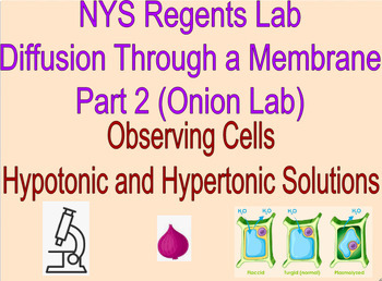 Preview of Living Environment Regents Lab - Diffusion Through a Membrane Part 2 - Adapted