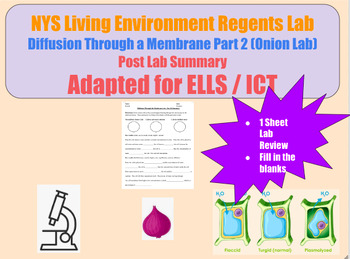 Preview of Living Environment Regents Lab - Diffusion Through a Membrane - Part 2 Summary