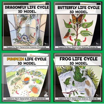 Download 3d Life Cycle Projects Worksheets Teachers Pay Teachers