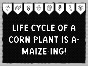 Preview of LIFE CYCLE OF A CORN PLANT IS A-MAIZE-ING! Fall Harvest, Corn Theme Bulletin