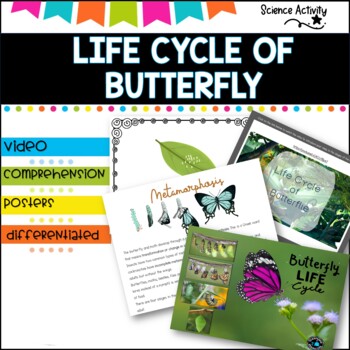 Preview of LIFE CYCLE OF BUTTERFLIES  differentiated