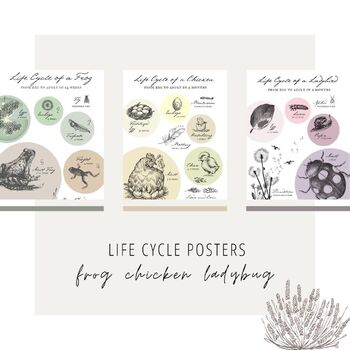 Preview of LIFE CYCLE POSTERS X3  classroom posters| natural learning