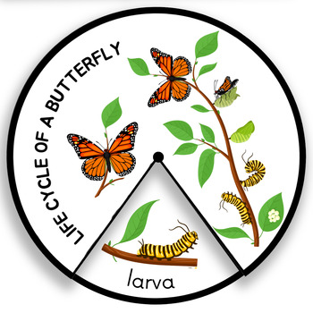 Preview of LIFE CYCLE of a BUTTERFLY - Bundle