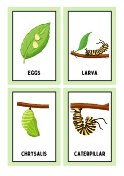 Preview of LIFE CYCLE of a BUTTERFLY FLASHCARDS