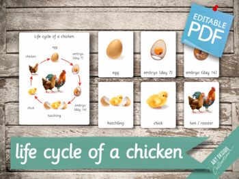 Preview of LIFE CYCLE of a CHICKEN • 7 Editable Montessori 3-part Cards • Flash Cards