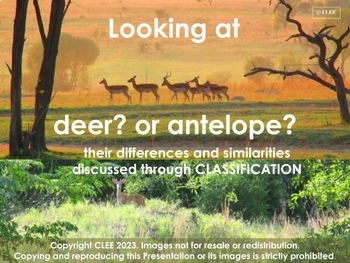 Preview of LOOKING AT DEER? or ANTELOPE? similarities and differences