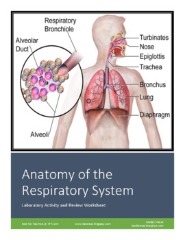 Preview of All-in-One Worksheet and Lab: Anatomy of the Respiratory System