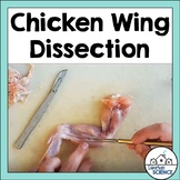 Lab Activity: Chicken Wing Dissection - Muscular System - 