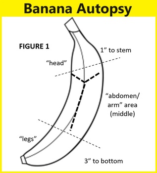 Preview of Lab--Banana Autopsy (SFS5a, SFS5b)