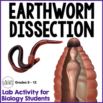 Earthworm Dissection Phylum Annelida