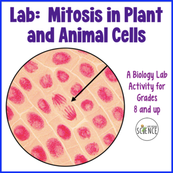 Mitosis in Plant and Animal Cells Lab by Amy Brown Science | TPT