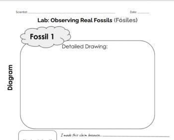 Preview of Lab: Observing Real Fossils