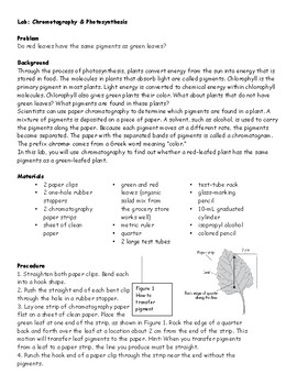 Preview of Lab Photosynthesis and Chromatography Using Lettuce or Spinach