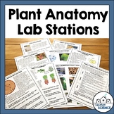 Lab Stations: Plant Anatomy & Plant Adaptations, Monocots,