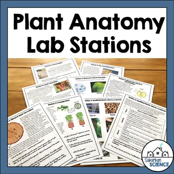Preview of Lab Stations: Plant Anatomy & Plant Adaptations, Monocots, Dicots, Transpiration