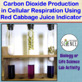 Cellular Respiration Lab Cabbage Juice CO2 Indicator