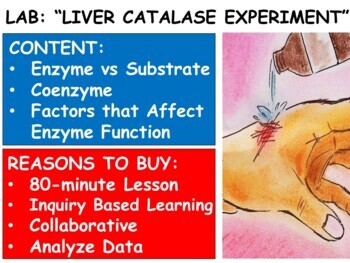 catalase in liver experiment