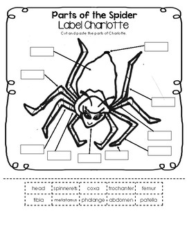 Label Charlotte - Parts of the Spider Worksheet