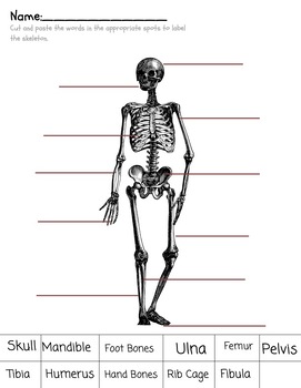 Label Parts of Skeleton Multiple Worksheets and Printable Activity