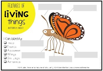 Label Parts of a Butterfly - External Features and Structures of Living ...