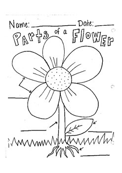 Preview of Label Parts of a Flower Worksheet