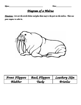 Preview of Label Parts of a Walrus (Arctic Animal)
