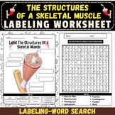 Label The Structures Of A Skeletal Muscle Anatomy: Workshe