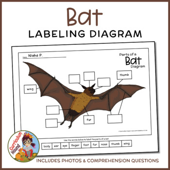 Preview of Bat Labeling Diagram - Parts of a Bat Worksheet + Book Questions, Flying Fox
