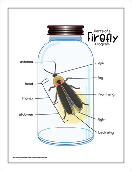Firefly Anatomy Diagram