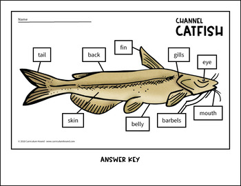 Label a Fish Diagram - Parts of a Fish Labeling - Channel ...