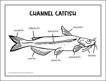 Label a Fish Diagram - Parts of a Fish Labeling - Channel ... tilapia fish label diagram 