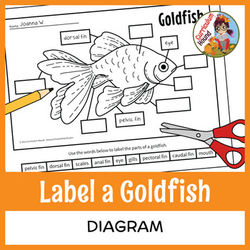 Preview of Fish Labeling Diagram - Parts of a Goldfish Worksheet + Drawing & Writing Prompt