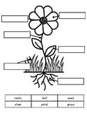 Label a Flower Worksheet FREEBIE