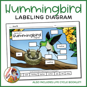 Preview of Hummingbird Labeling Diagram - Parts of a Bird Worksheet + Life Cycle Booklet