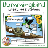 Hummingbird Labeling Diagram - Parts of a Bird Worksheet +