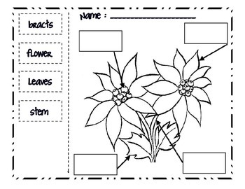 Preview of Bilingual Label a Poinsettia